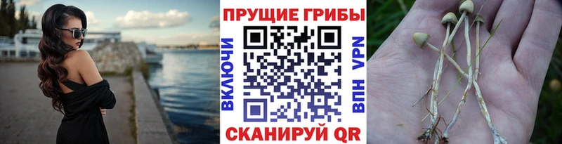 hydra tor  купить наркотики цена  Макаров  Псилоцибиновые грибы Magic Shrooms 